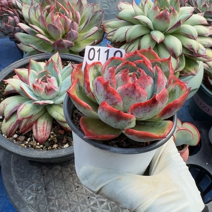 惊鸿仙子 0110...........