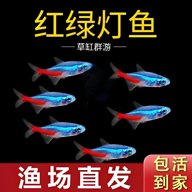 红绿灯鱼宝莲灯灯笼鱼小型灯科鱼热带淡水观赏鱼群游鱼