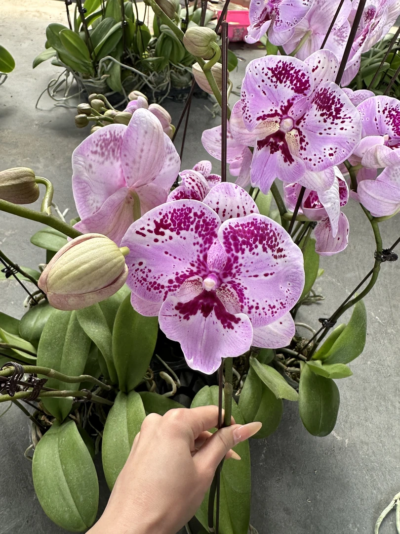 【玛瑙夜曲】2.8寸 实生苗品种 微瑕福利不售后