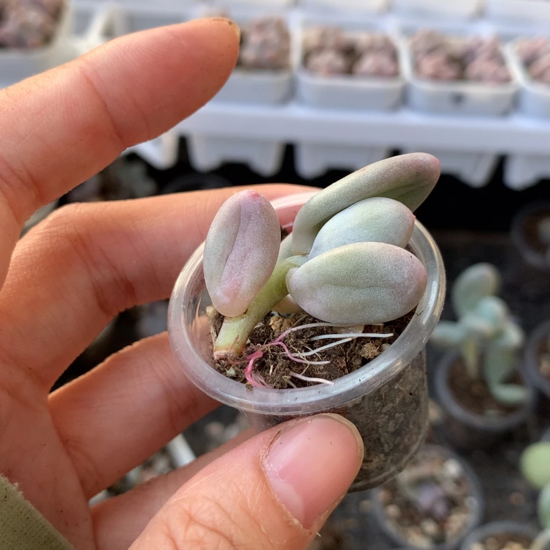 miken米可奶哈哈哈哈