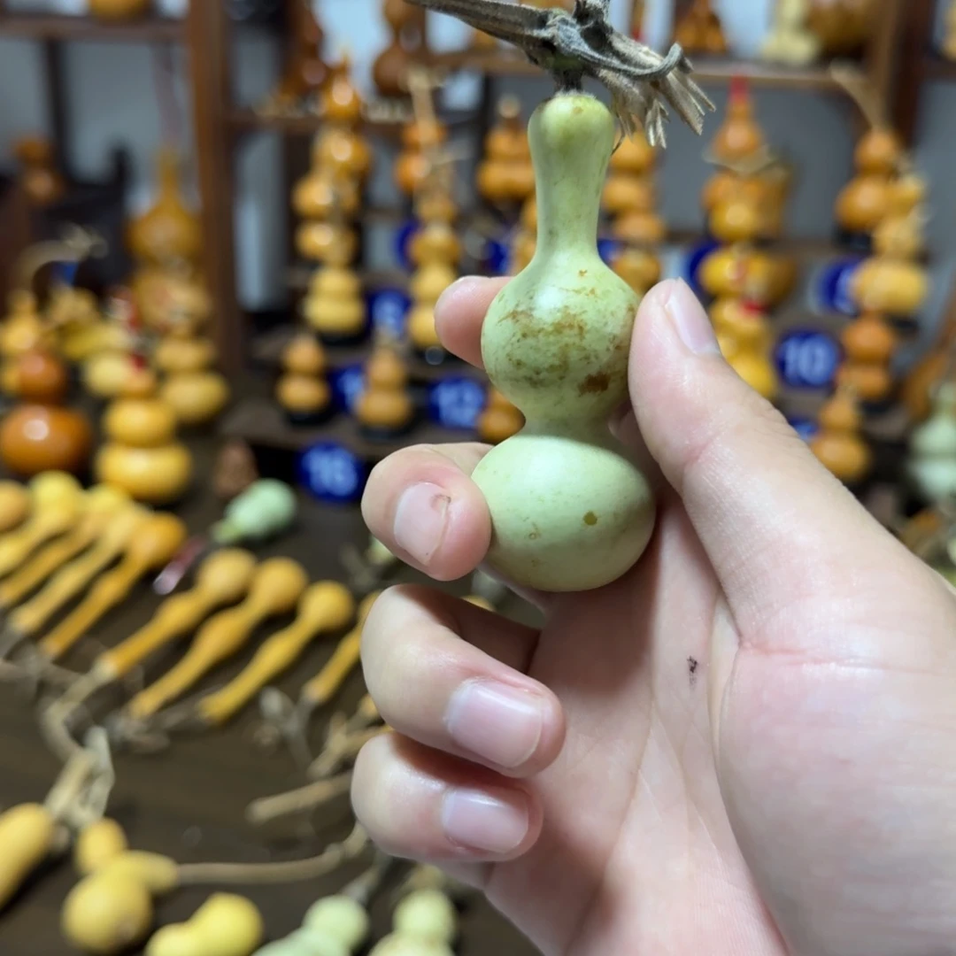 *****精品青皮翻嘴八宝
