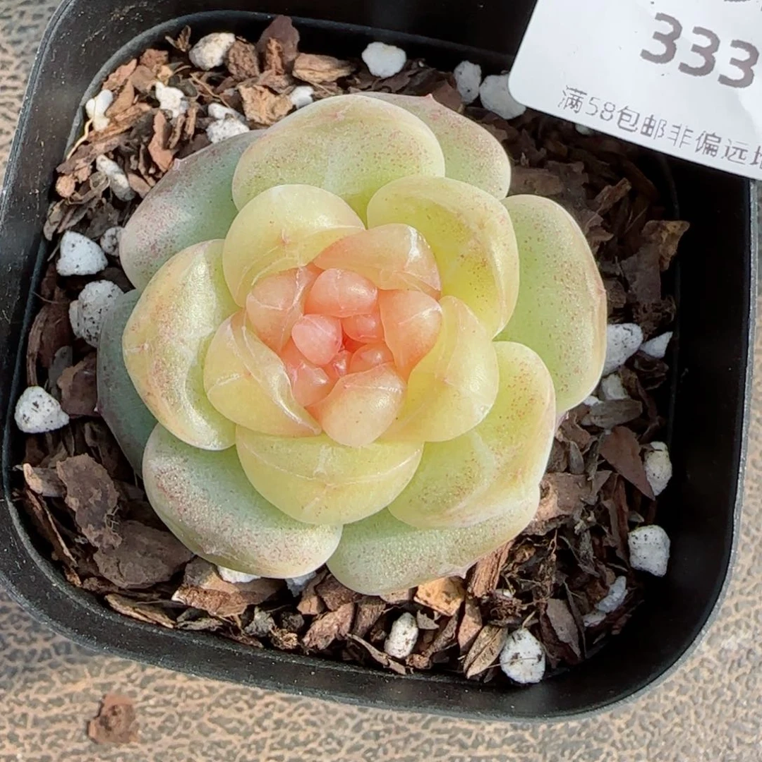 甜柚，3331多肉植物