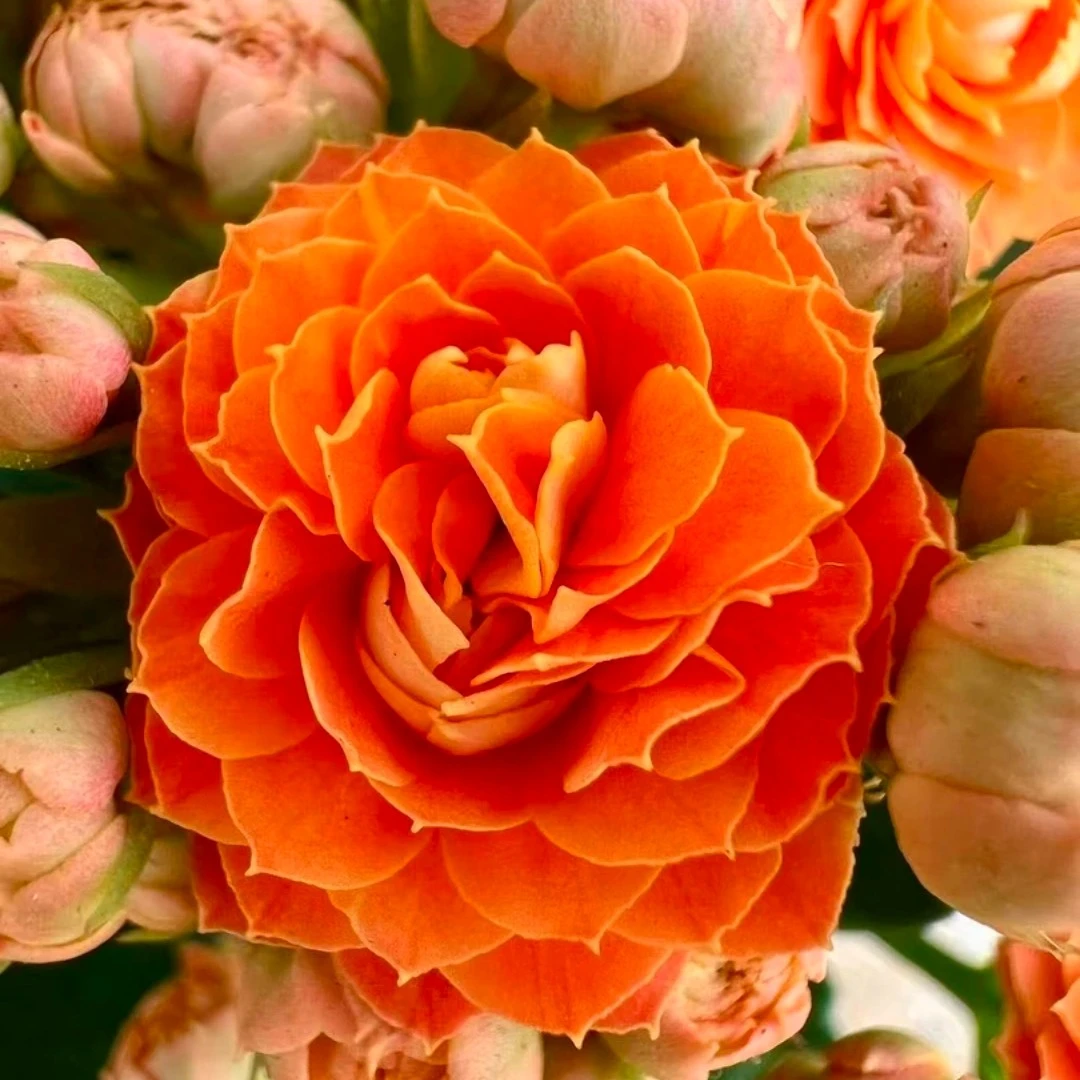 佩德罗~130盆【满两盆发货】橙色重瓣大花长寿花盆栽室内