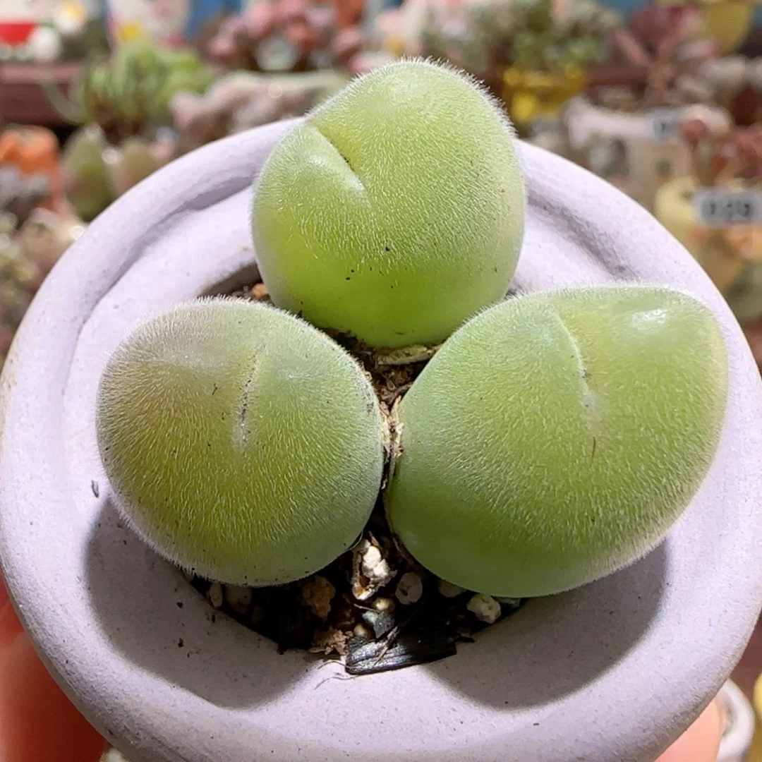 T三头毛翠滴盆口2.5cm