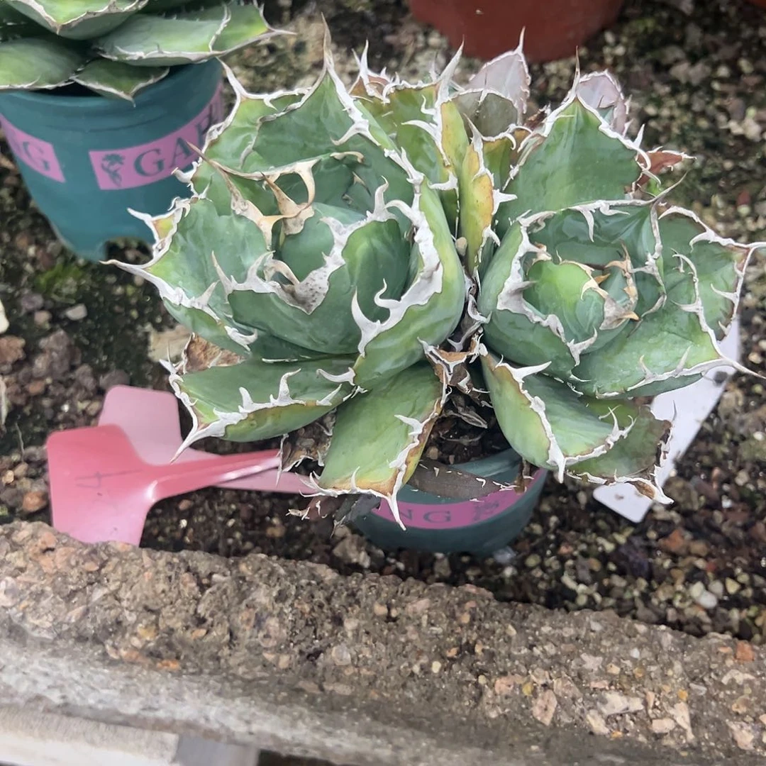 多***铁正版白鲸仁王冠植物