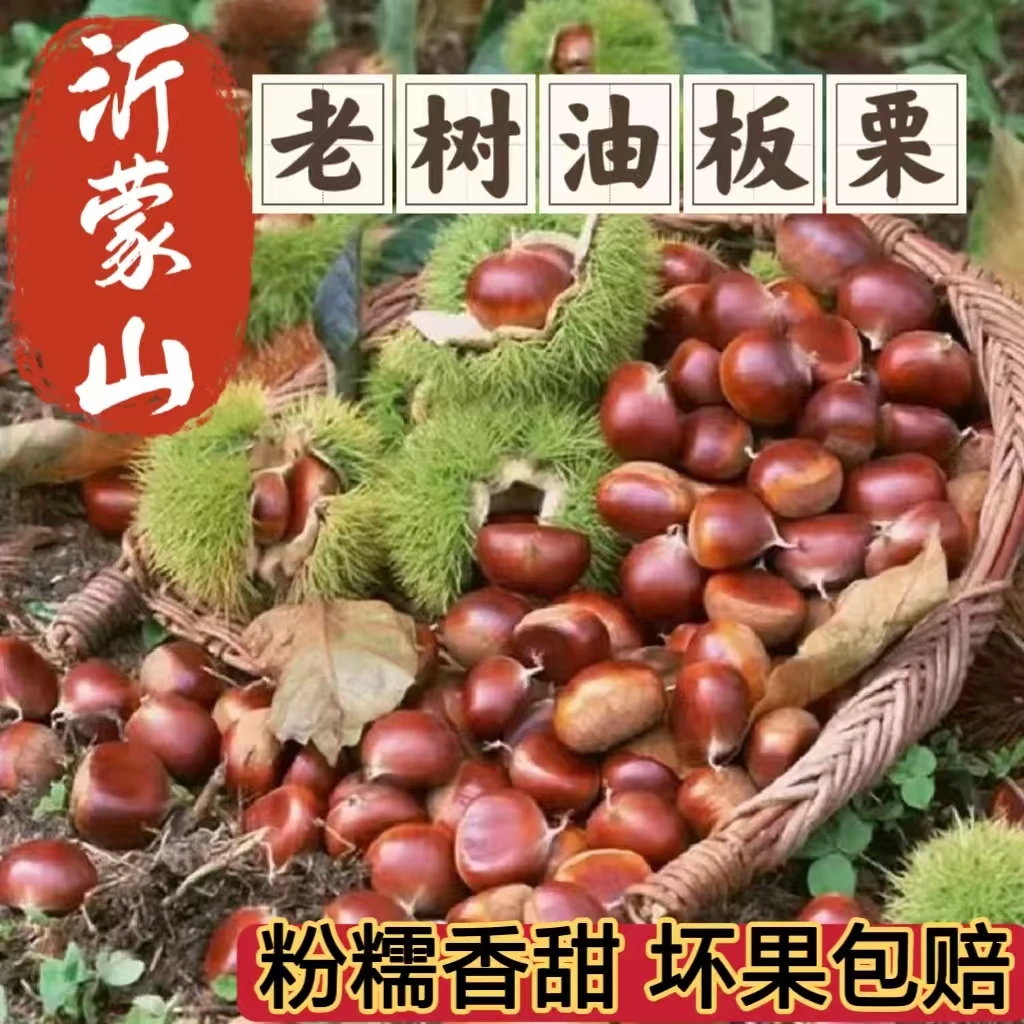 新鲜板栗沂蒙山老树栗子即食生栗子带壳油板栗自然成熟新货