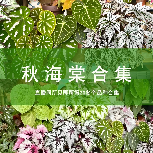 网红秋海棠合集ins风绿植盆栽