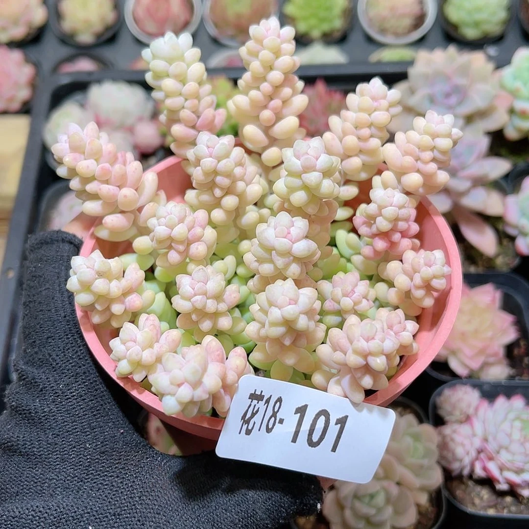 花18-101玉坠含盆土