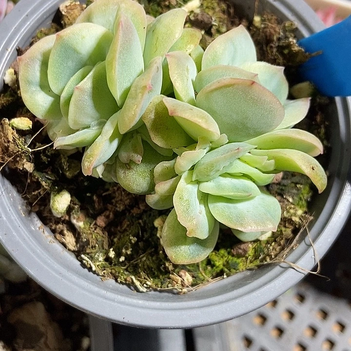 多肉植物泡泡纱951