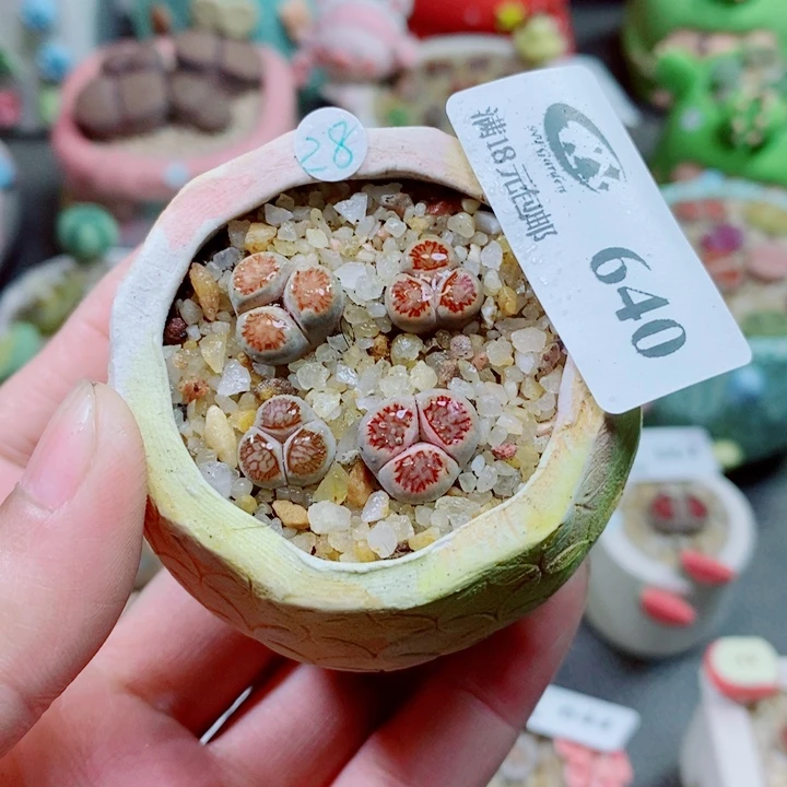 布***4裸根 生石花花花花花640