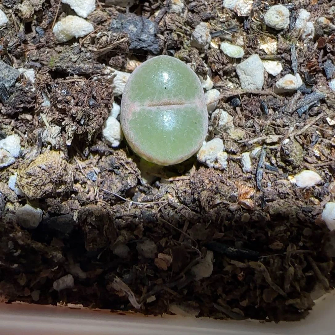 肉锥多肉植物百科-安格689