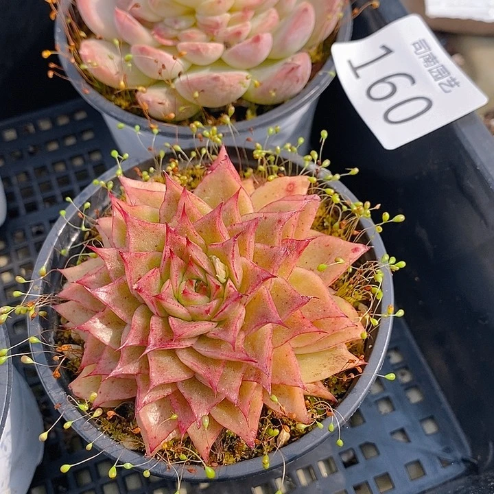 160 多肉植物盆栽花卉植物