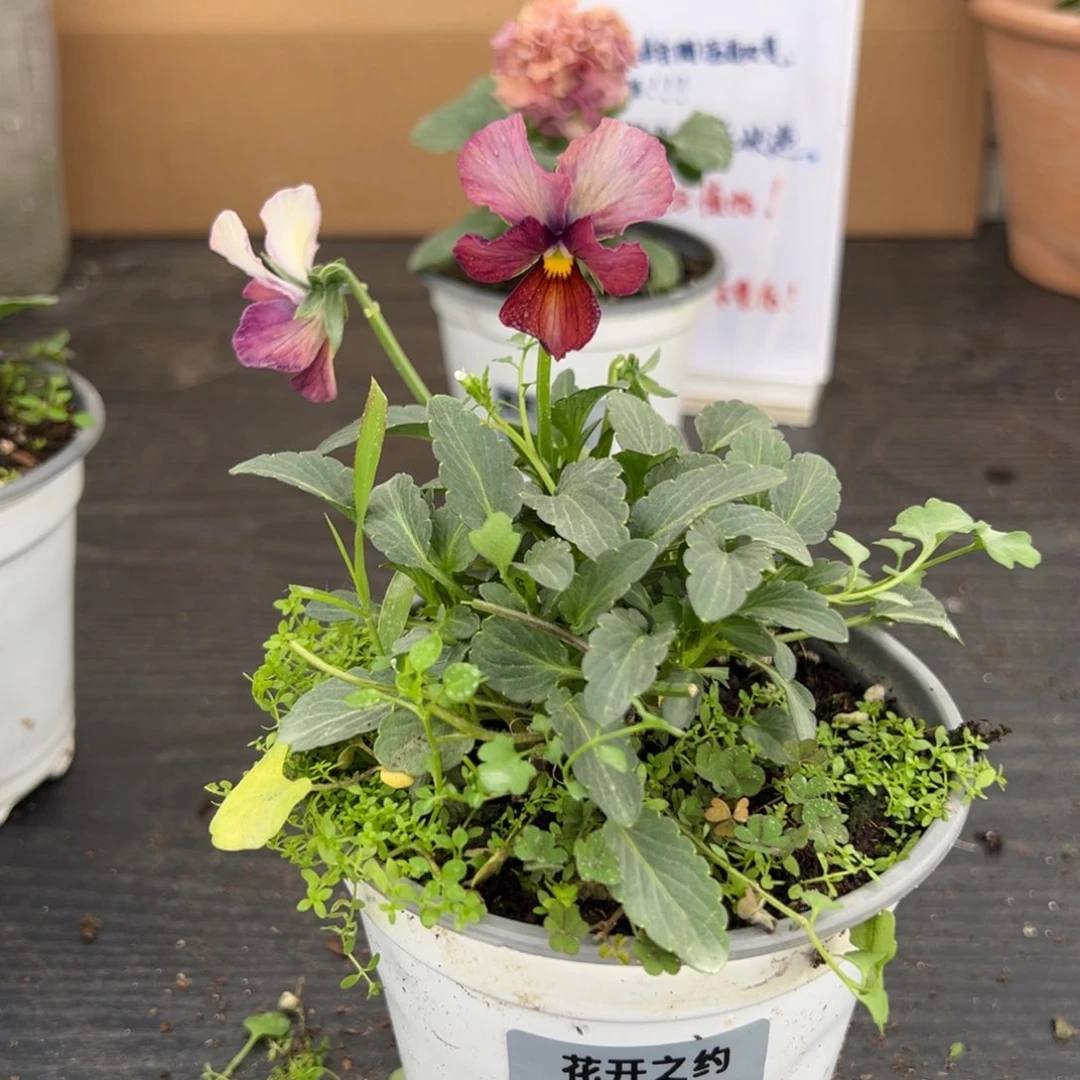 【闪购商品】完全开放069号