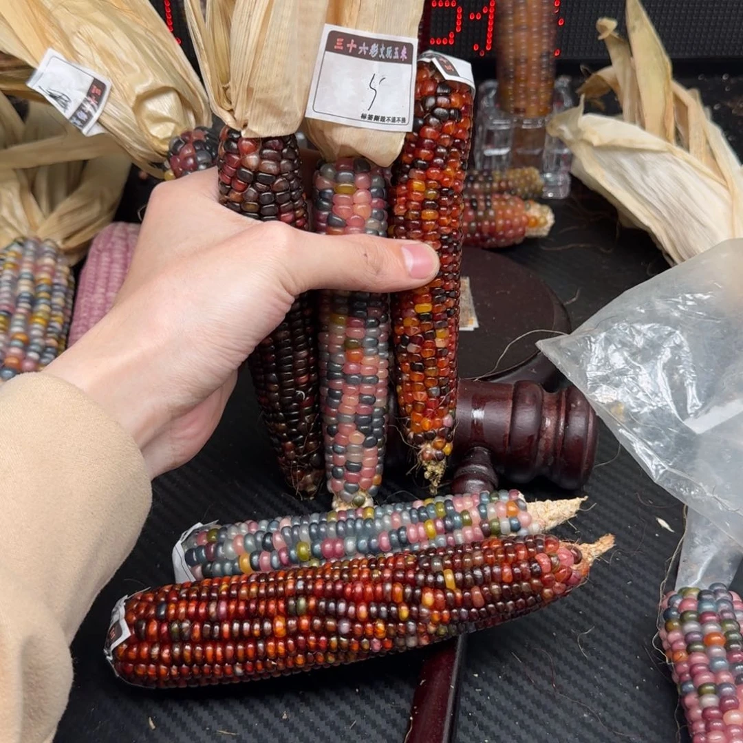 柏香籽/百香籽吊坠蛋**宝