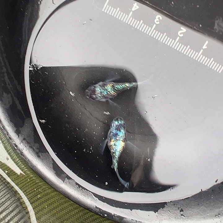 青鳉鱼球体曜夜一公一母