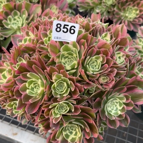 856白凤25厘米左右
