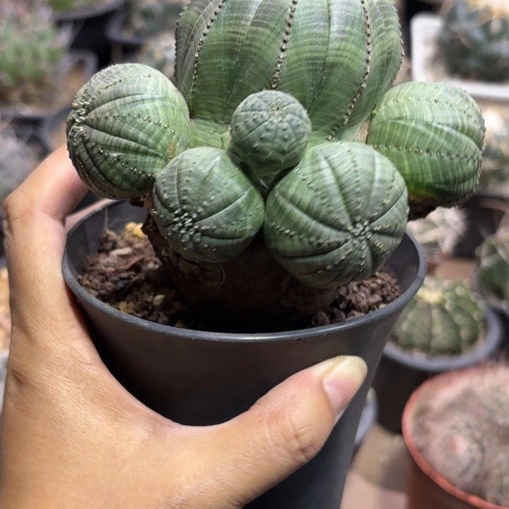 8071欧系老布生长斑