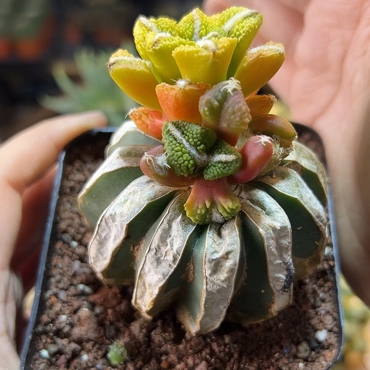 63号大尤黑牡丹石化锦5.1公分