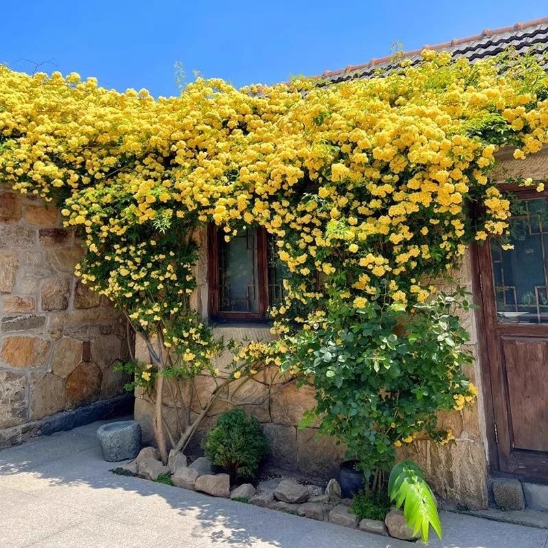 黄木香花苗爬藤植物浓香四季红木香蔷薇花卉庭院攀援白木香特大苗