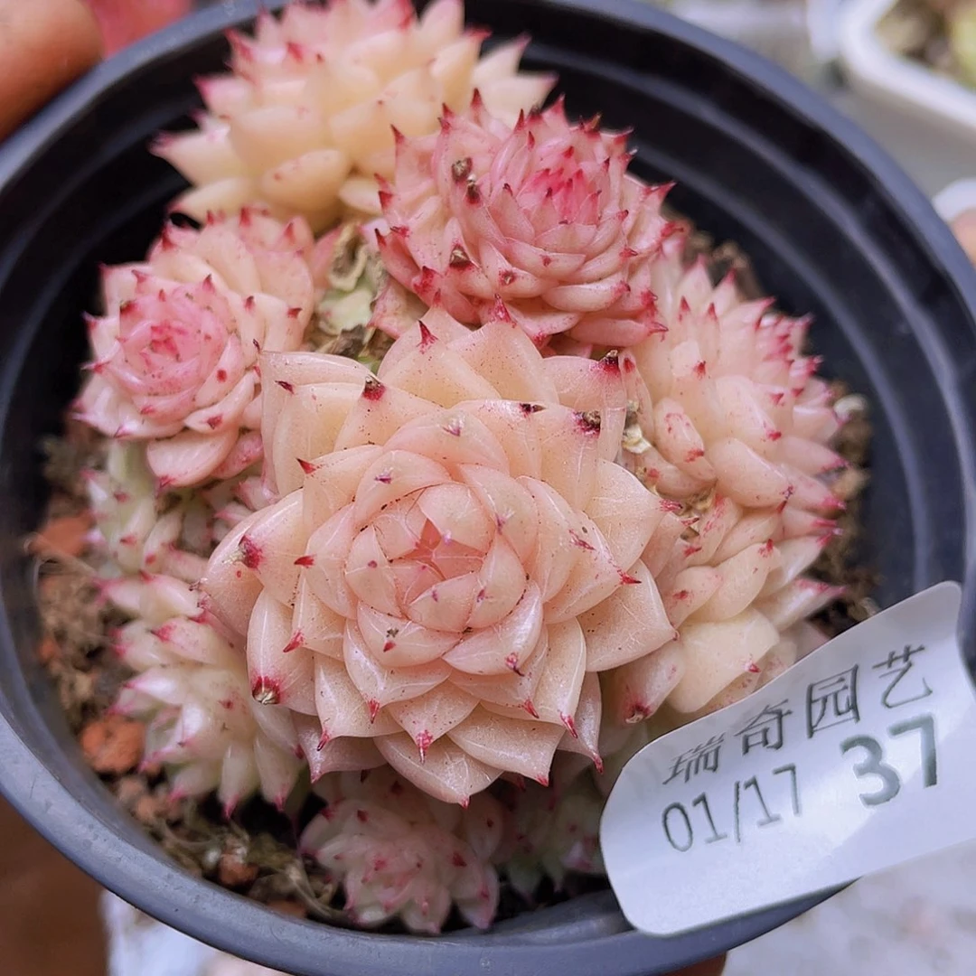 00000000000037量拍