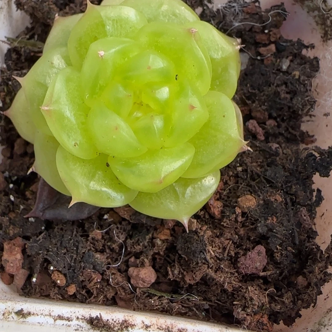杨桃中苗盆一个满25包邮