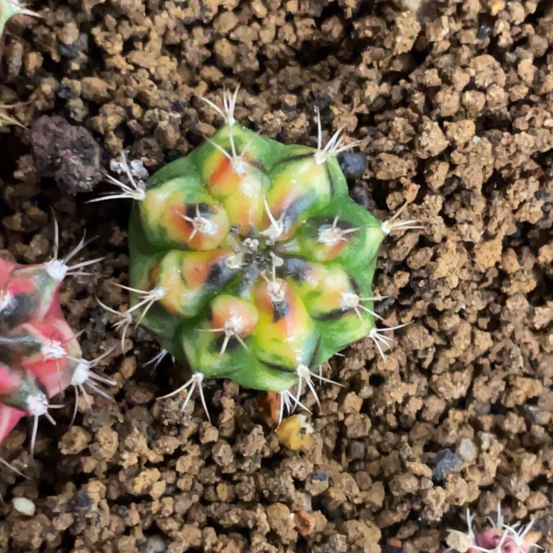 蕃***茄当前无花朵，栽培后可花朵橘黄虎斑锦