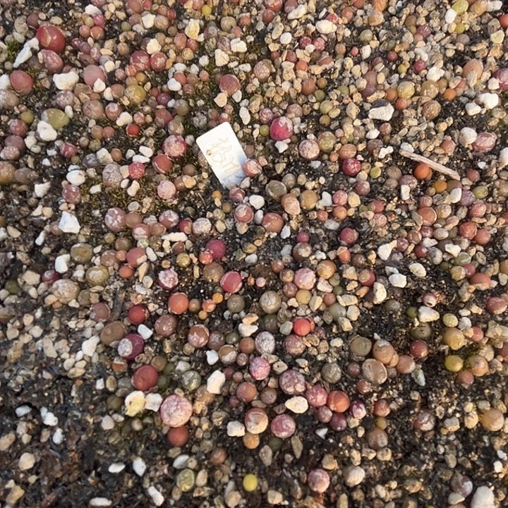 极品琥珀小喵。