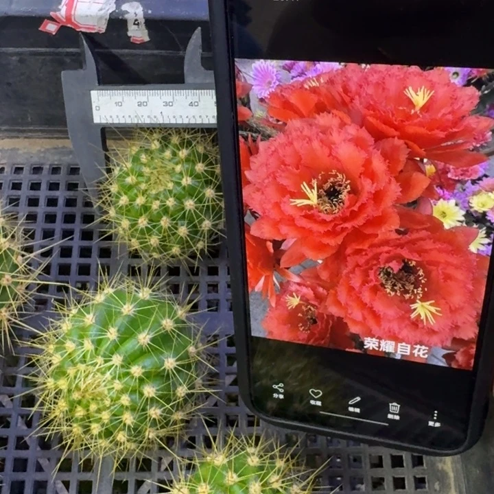 17毛荣耀自花歪4公分左右无根侧牙，20包邮