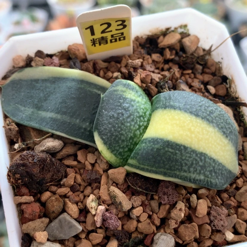 【闪购商品】123珍珠蜗牛