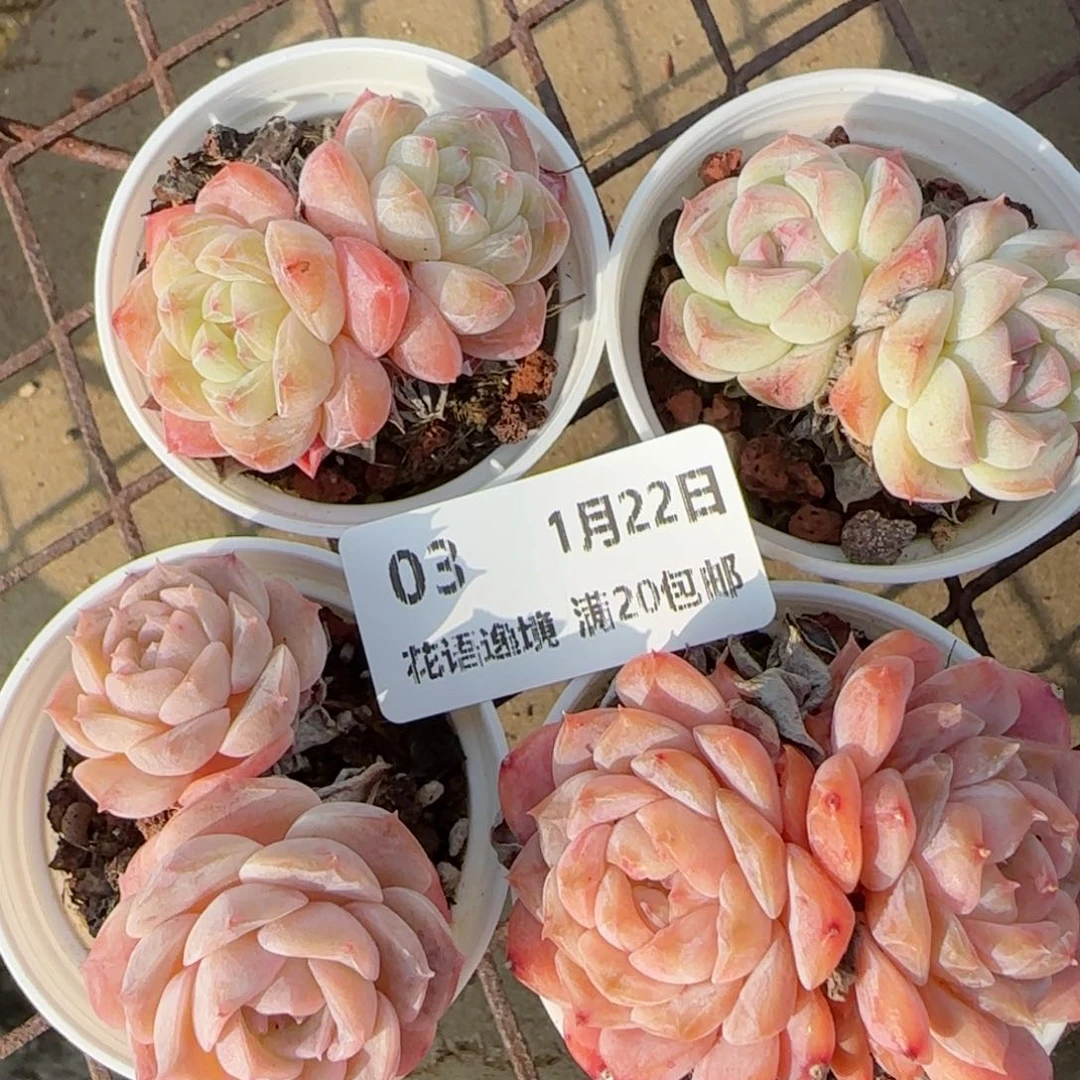 花语逸境0122-03开播福利四个