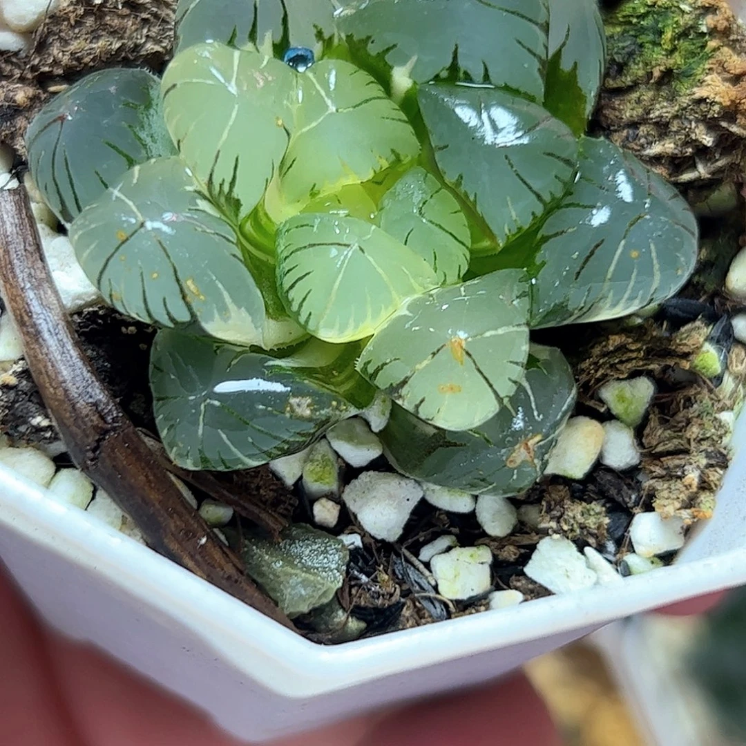 地泉锦十二卷多肉植物满