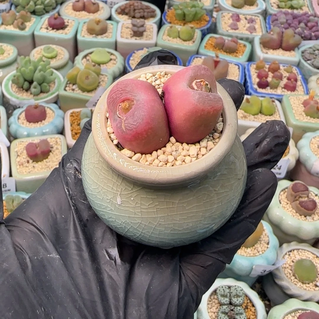 3668-一物一拍 带盆