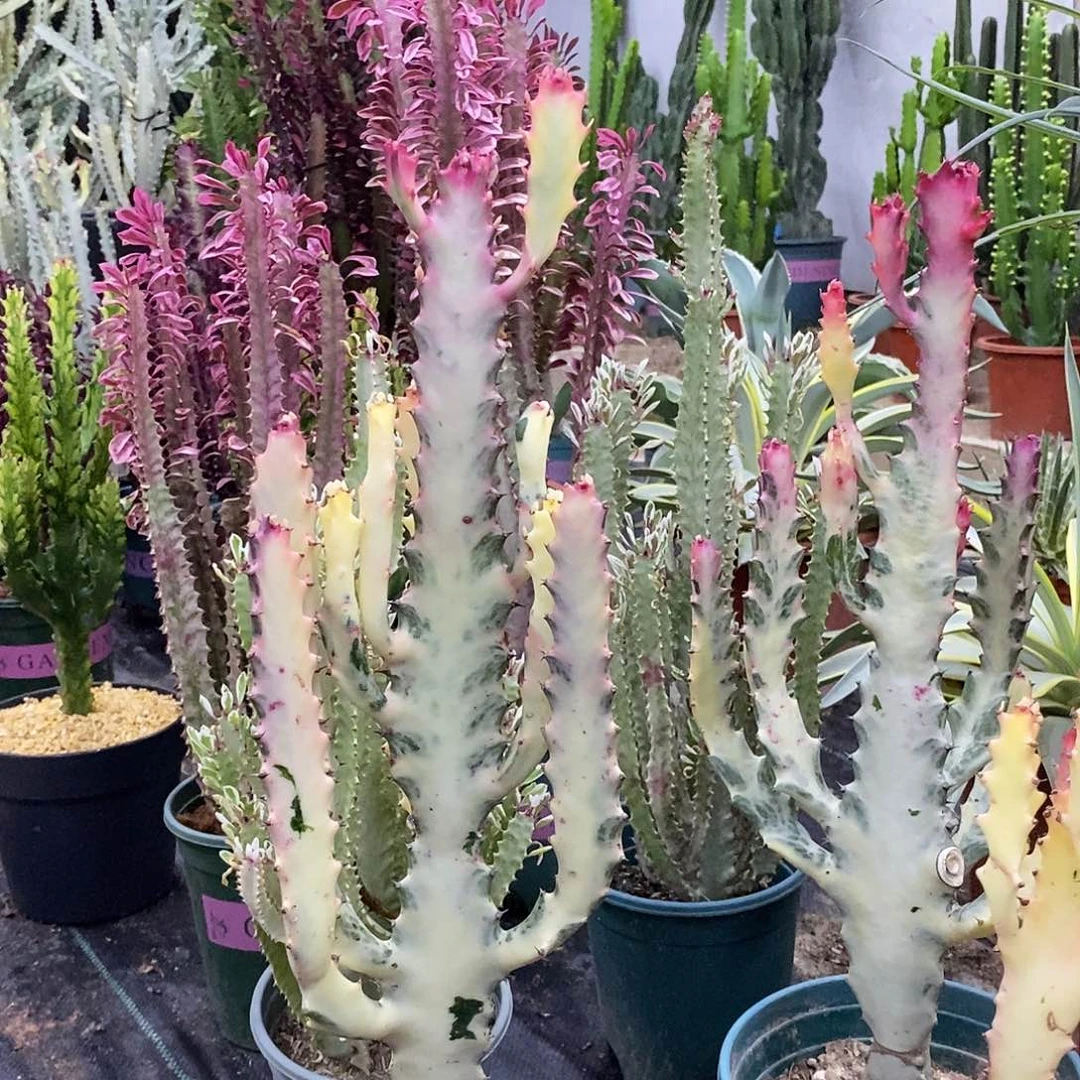 火焰一物一拍一颗