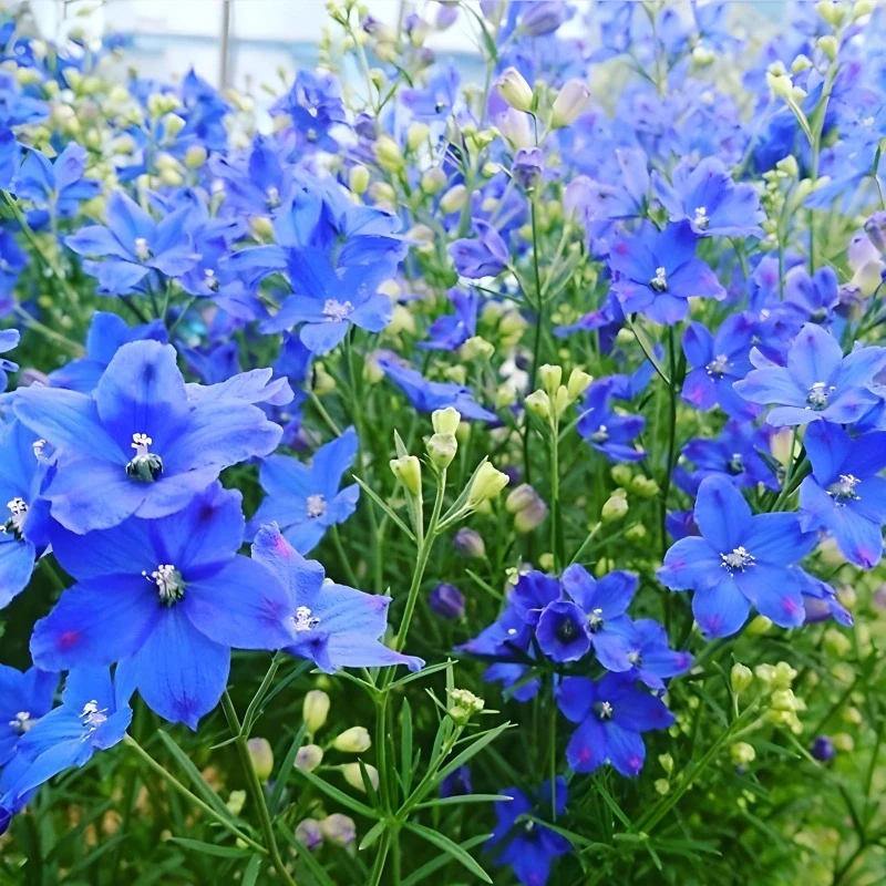小花飞燕多年生耐寒耐热