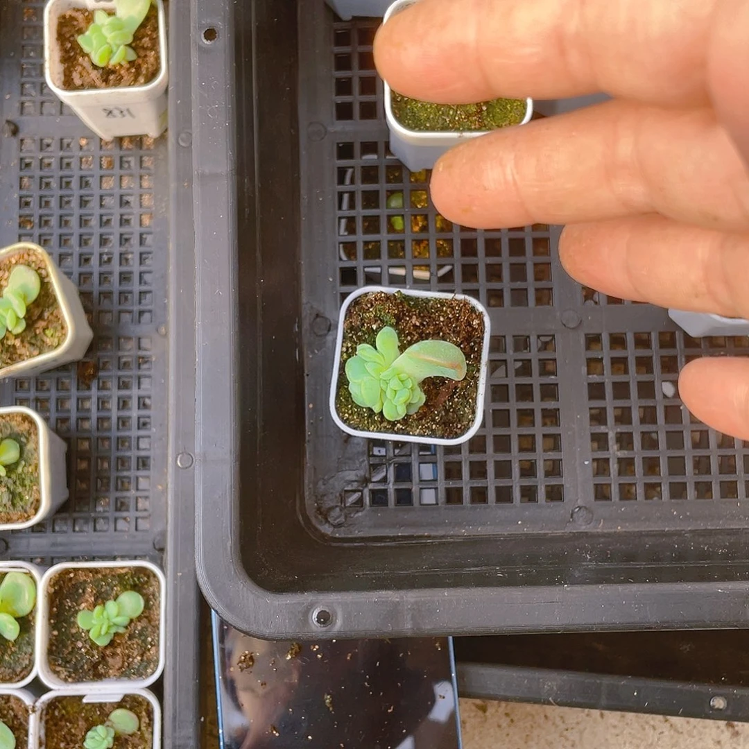 花*猫831 盆一个满25包邮