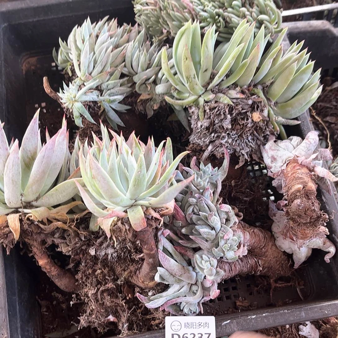 6237狂拍瑕疵多肉