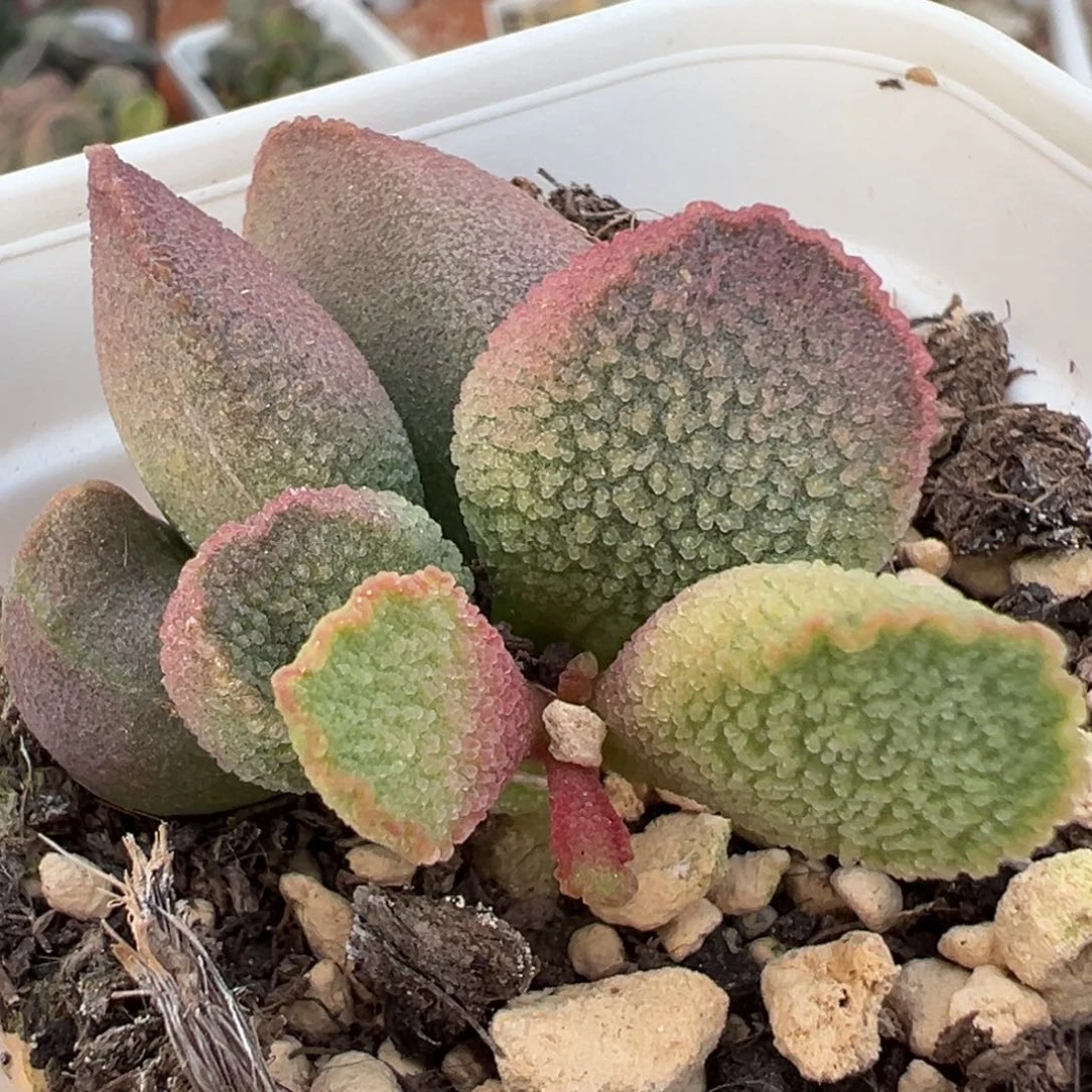 赛猪肝多头纯木质桩多肉植物