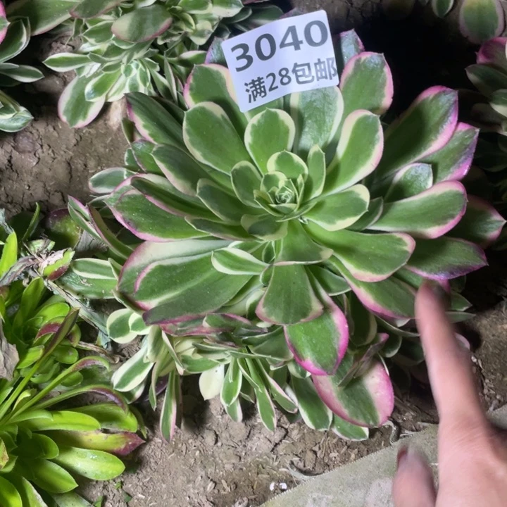 甜*圈3040一号棚白风多肉植物K