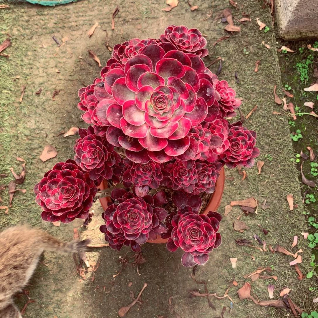 丽娜锦，多肉植物的