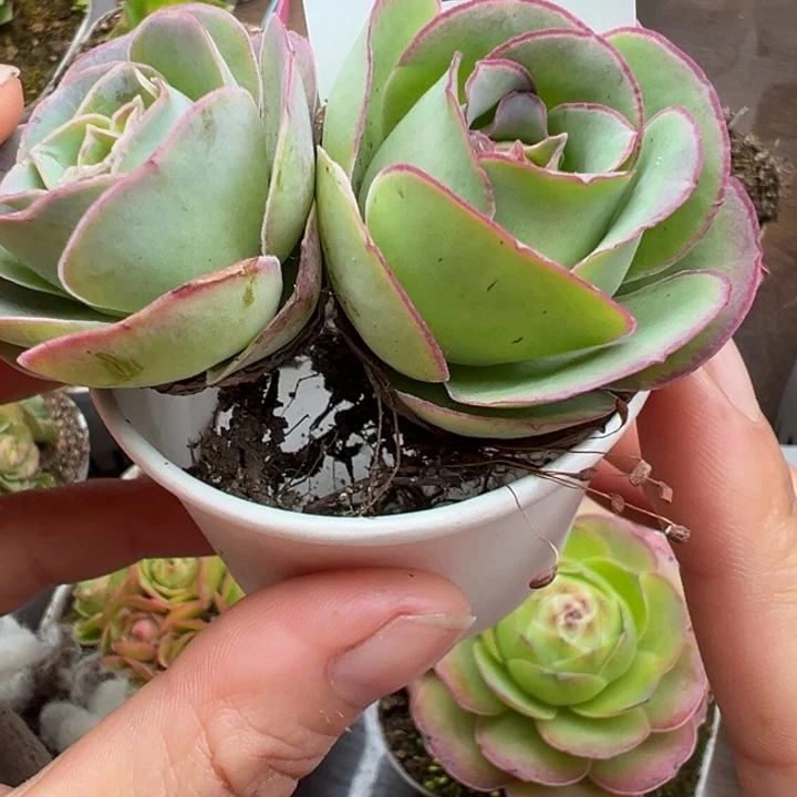 苗苗山地玫瑰多肉植物101