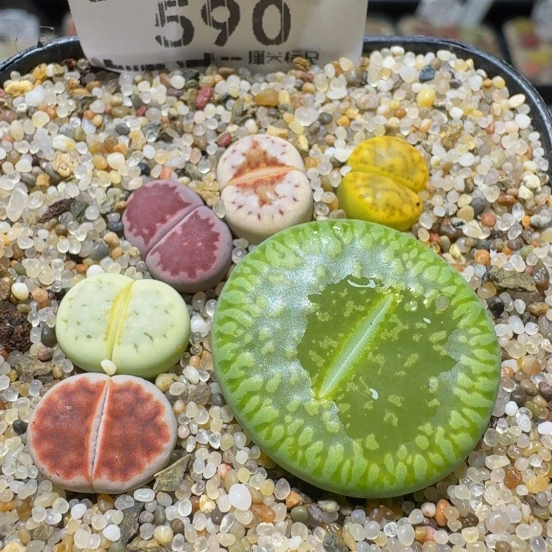 Ssss精品生石花590