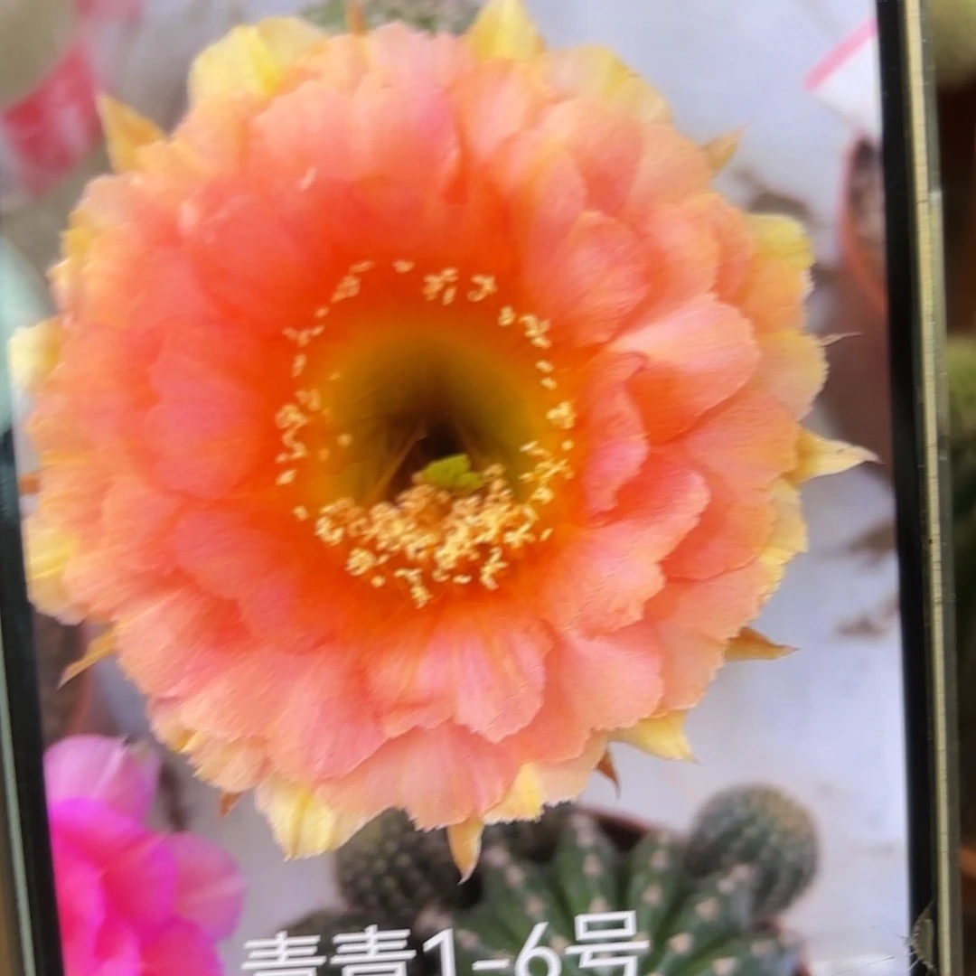 彩草1-6号6公分带崽