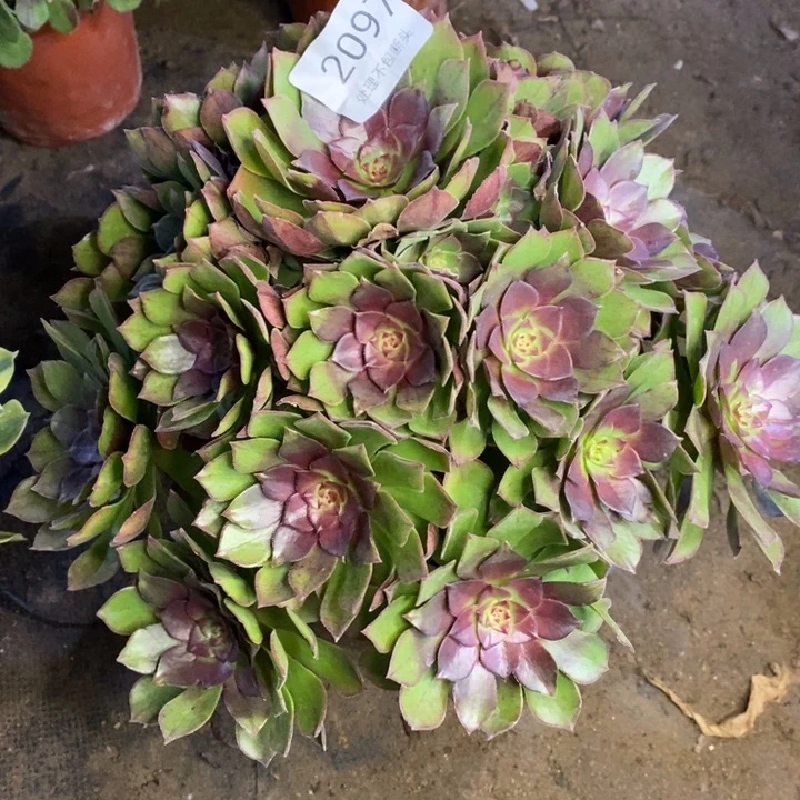 桃花石多肉断头不包2097