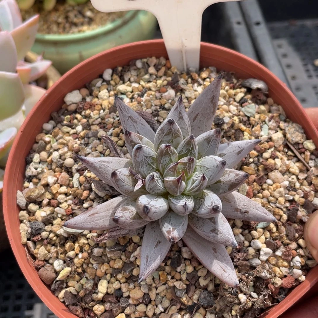 0003魔爪不带盆7厘米