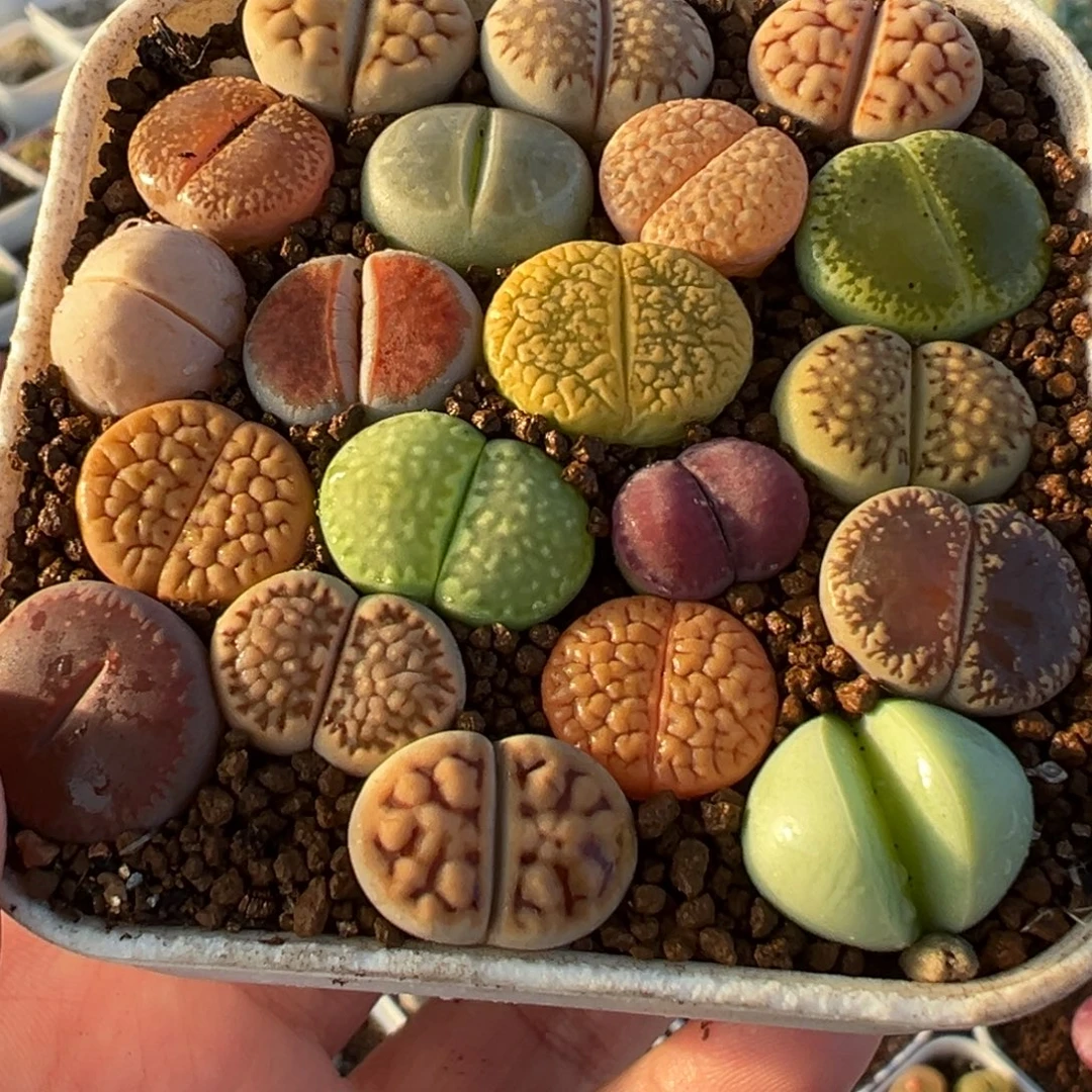 014多肉植物种类多样