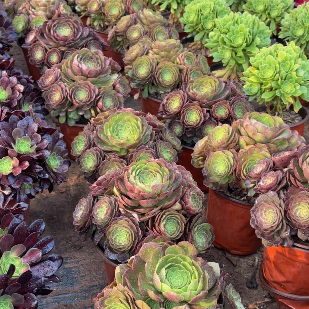 沙拉碗木质9.9法师多肉