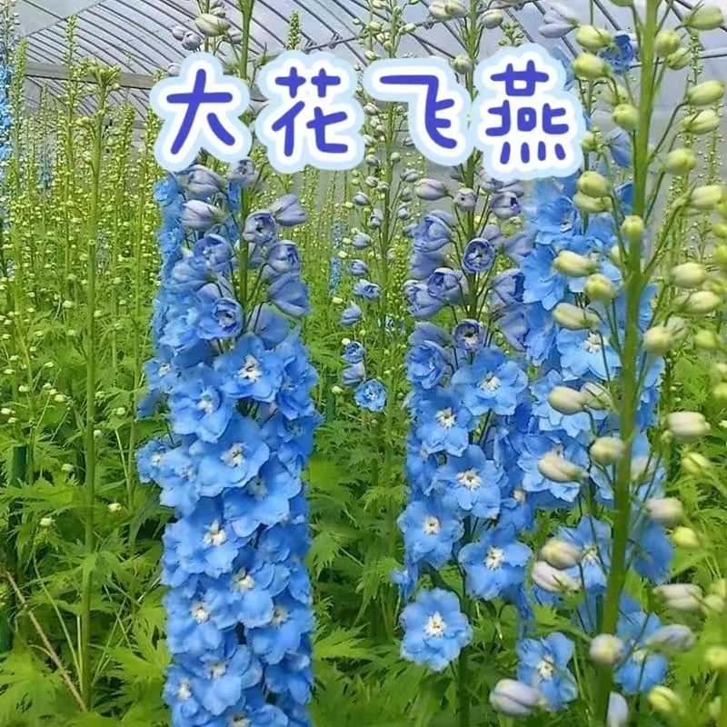 【大花飞燕】花园剑客线性花卉盆栽非常耐寒