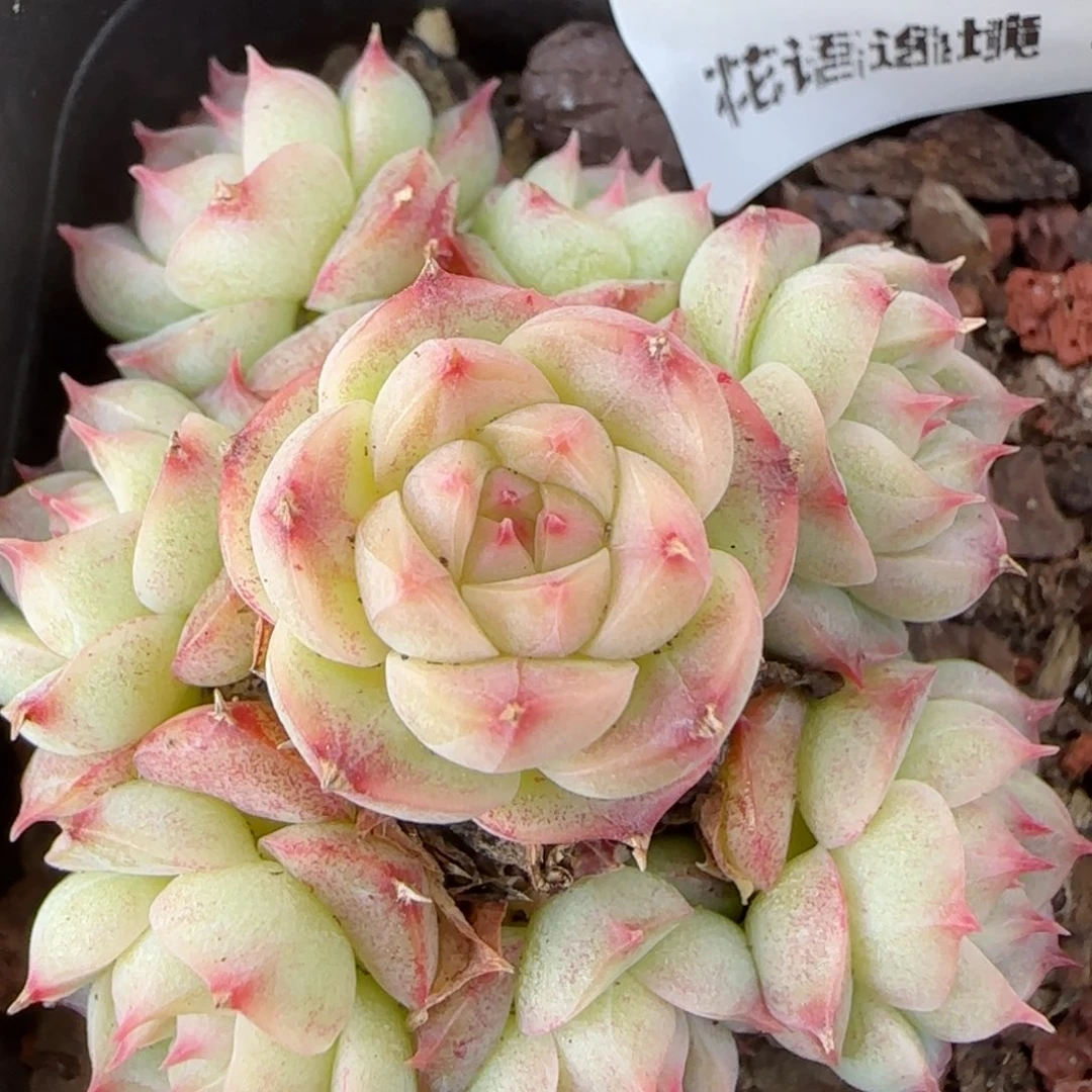 花语逸镜0131-172