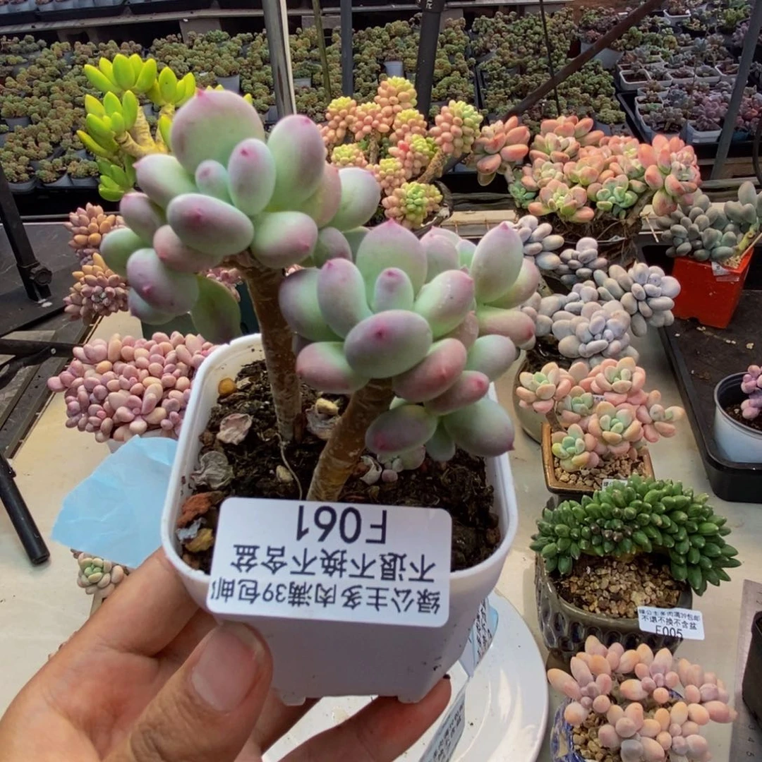 061苹果奶四代多肉5c m