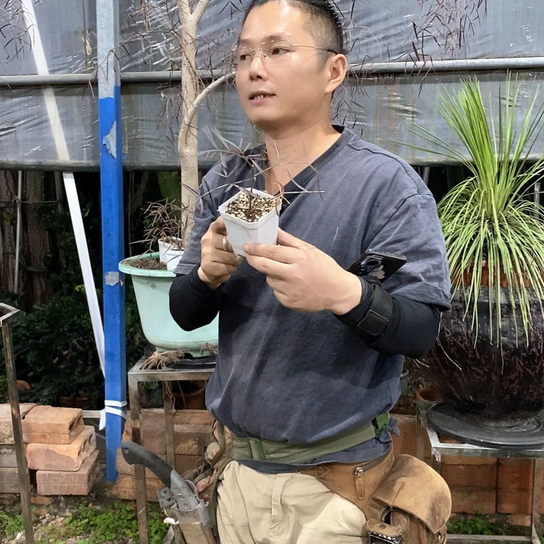 毛里求斯葡萄翁小苗带盆土